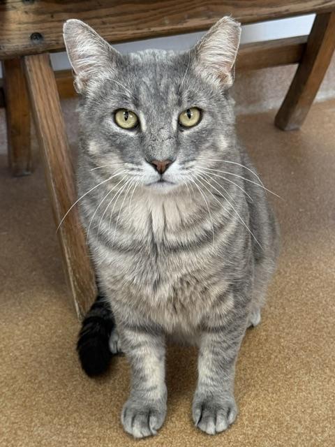 Joe Hill, ADOPTABLE, Young Male Domestic Short Hair.