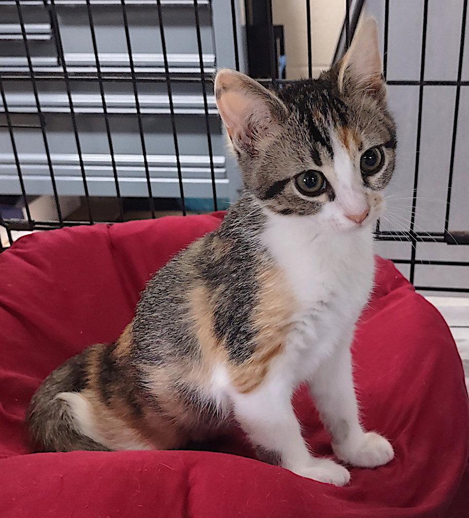 Shangri-La, Adopted, Kitten Female Domestic Short Hair & Torbie.