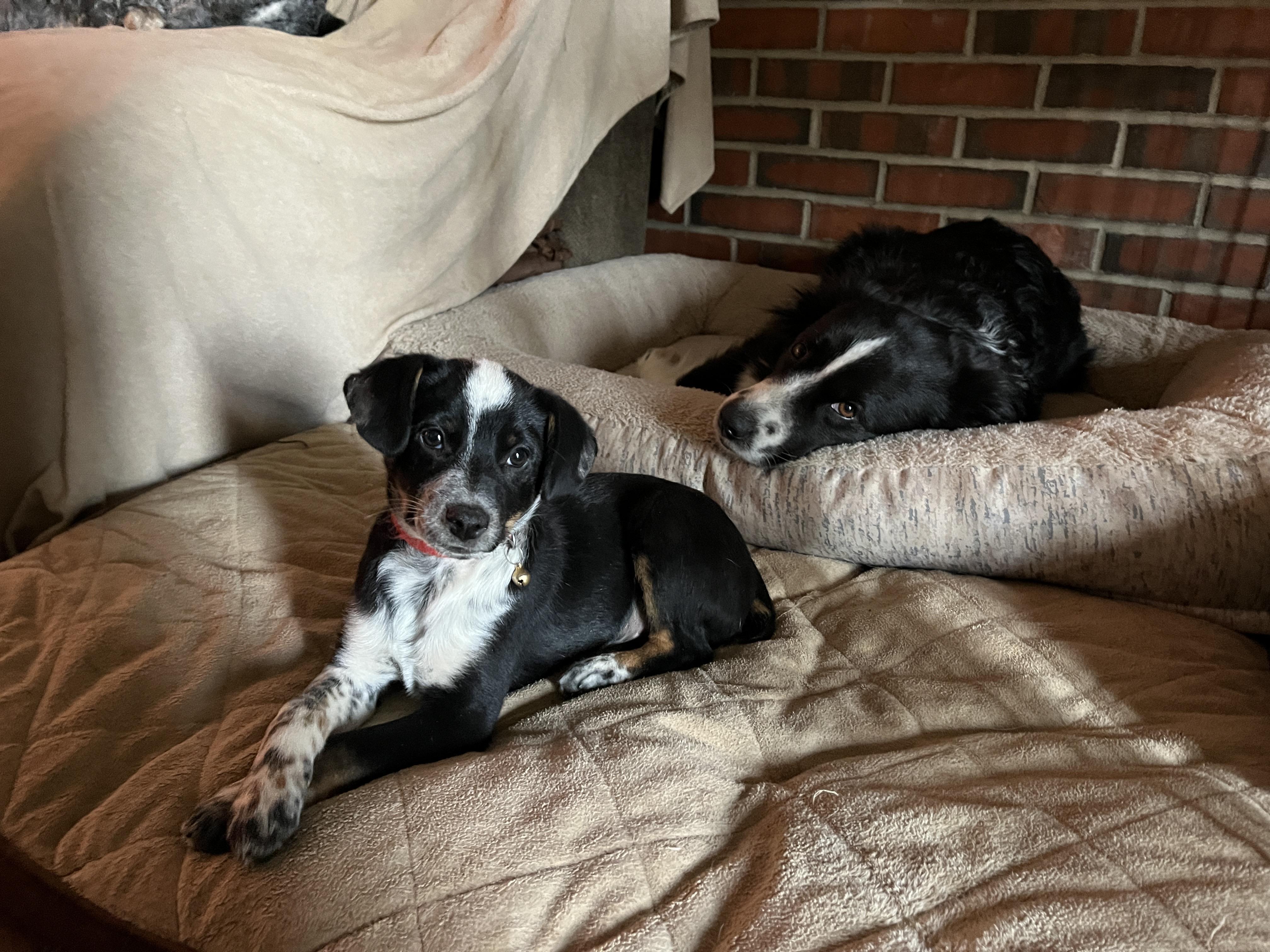 Dottie, ADOPTABLE, Puppy Female Australian Cattle Dog / Blue Heeler.