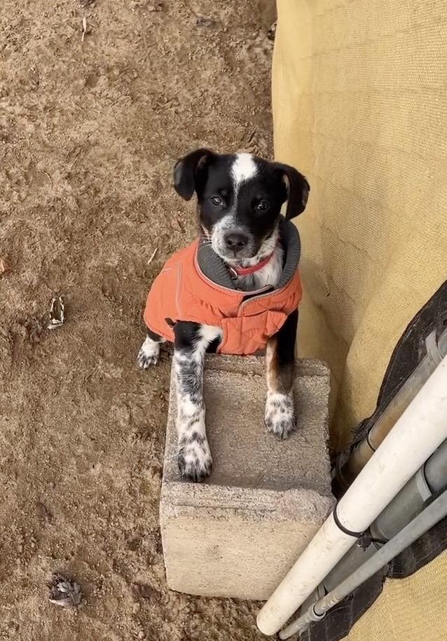 Dottie, a ADOPTABLE mixed breed in Watsontown, PA image 2/5