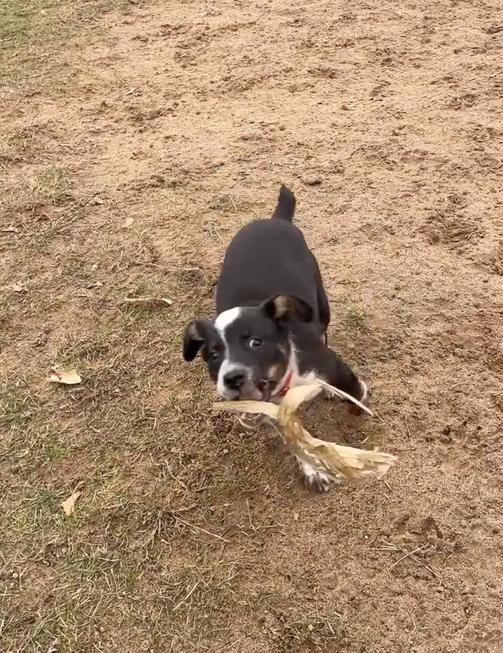 Dottie, a ADOPTABLE mixed breed in Watsontown, PA image 3/5
