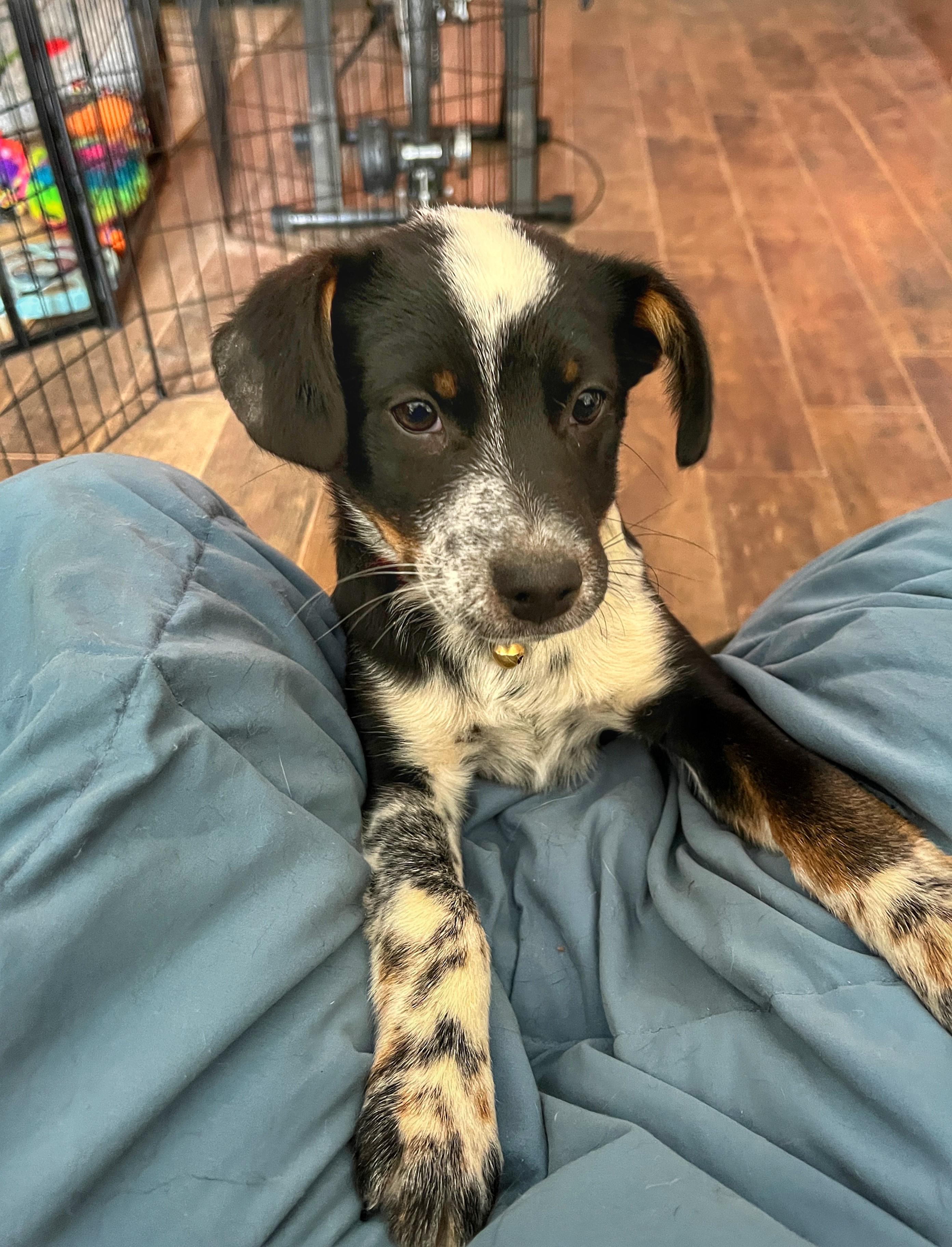 Dottie, a ADOPTABLE mixed breed in Watsontown, PA image 4/5