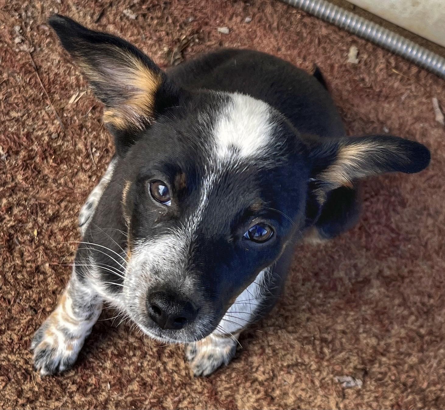 Dottie, a ADOPTABLE mixed breed in Watsontown, PA image 5/5