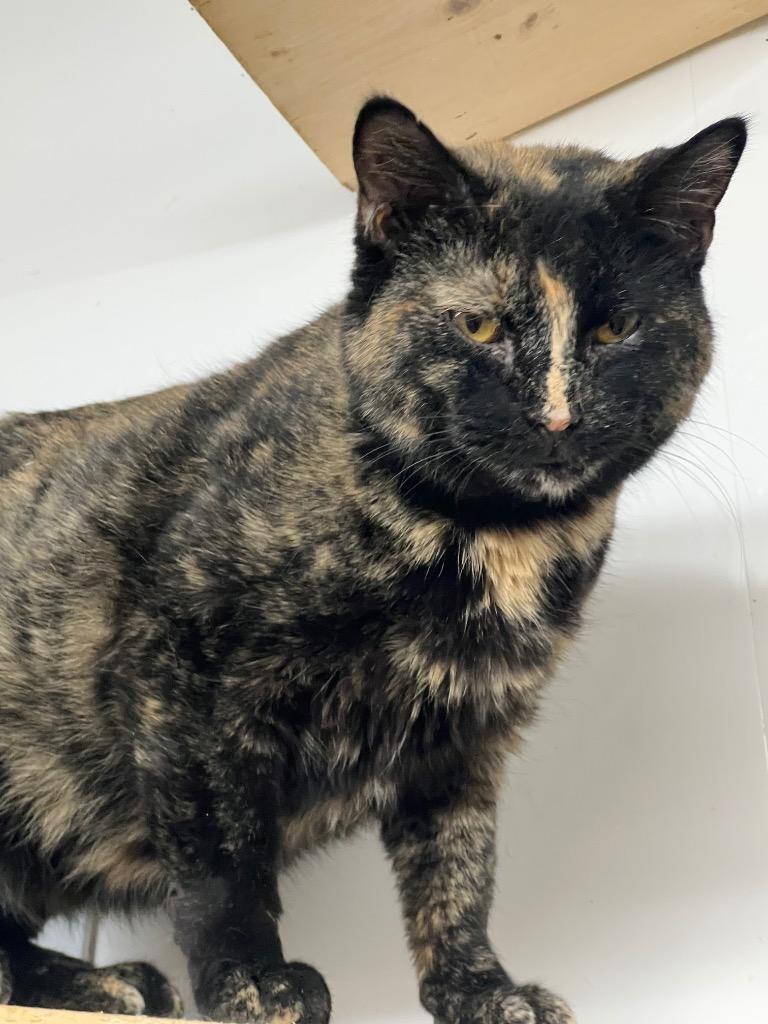 Paula (Heaven), Adopted, Adult Female Domestic Short Hair.