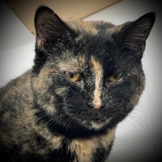 Paula (Heaven), a Adopted mixed breed in Pittsfield, IL image 2/2