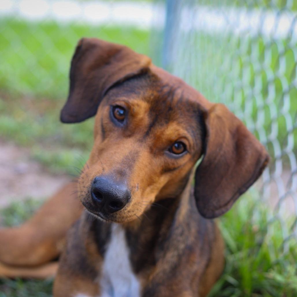 BUSTER (647), Adoptable, Adult Male Hound.
