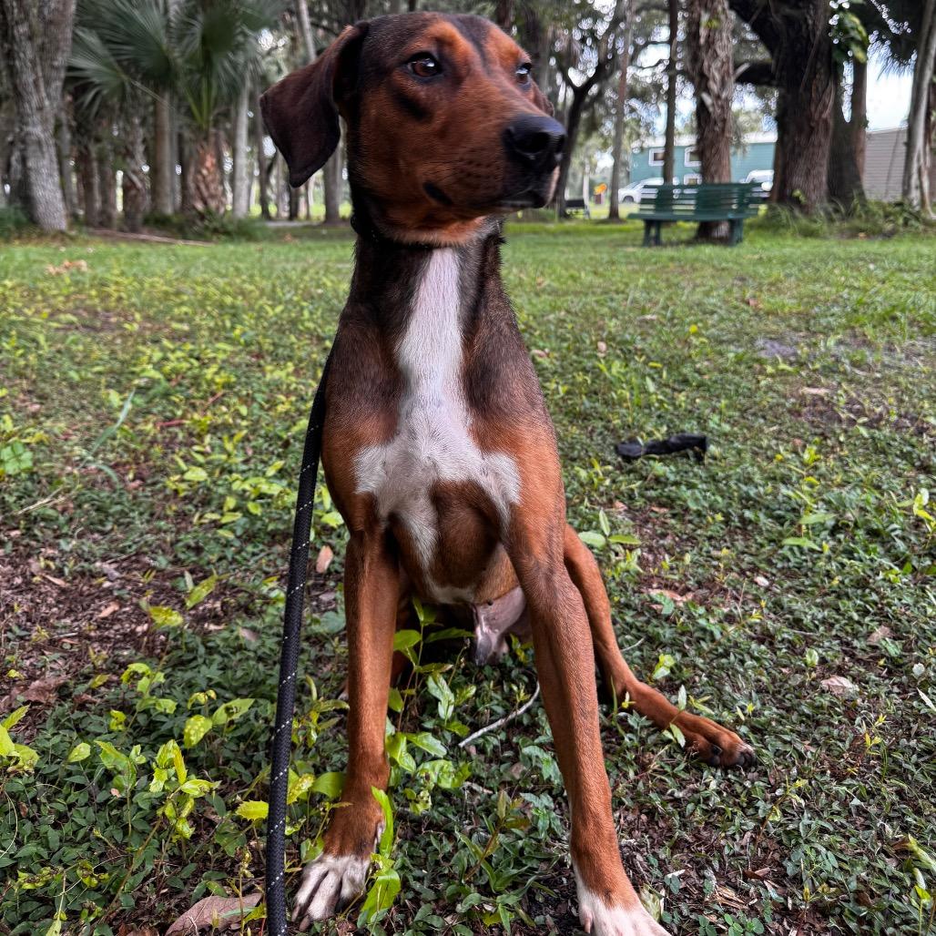 Enlarge BUSTER (647), a Adoptable Hound in Indiantown, FL image 5/6