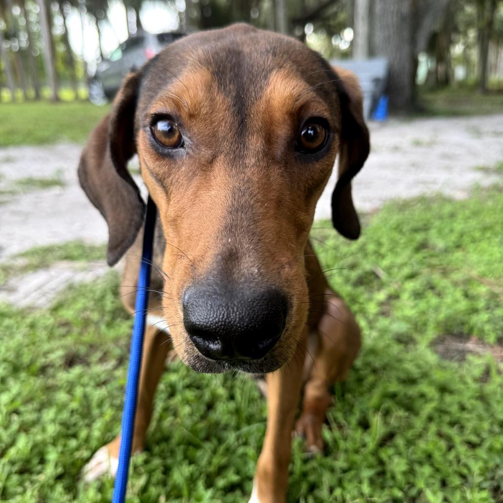 Enlarge BUSTER (647), a Adoptable Hound in Indiantown, FL image 4/6