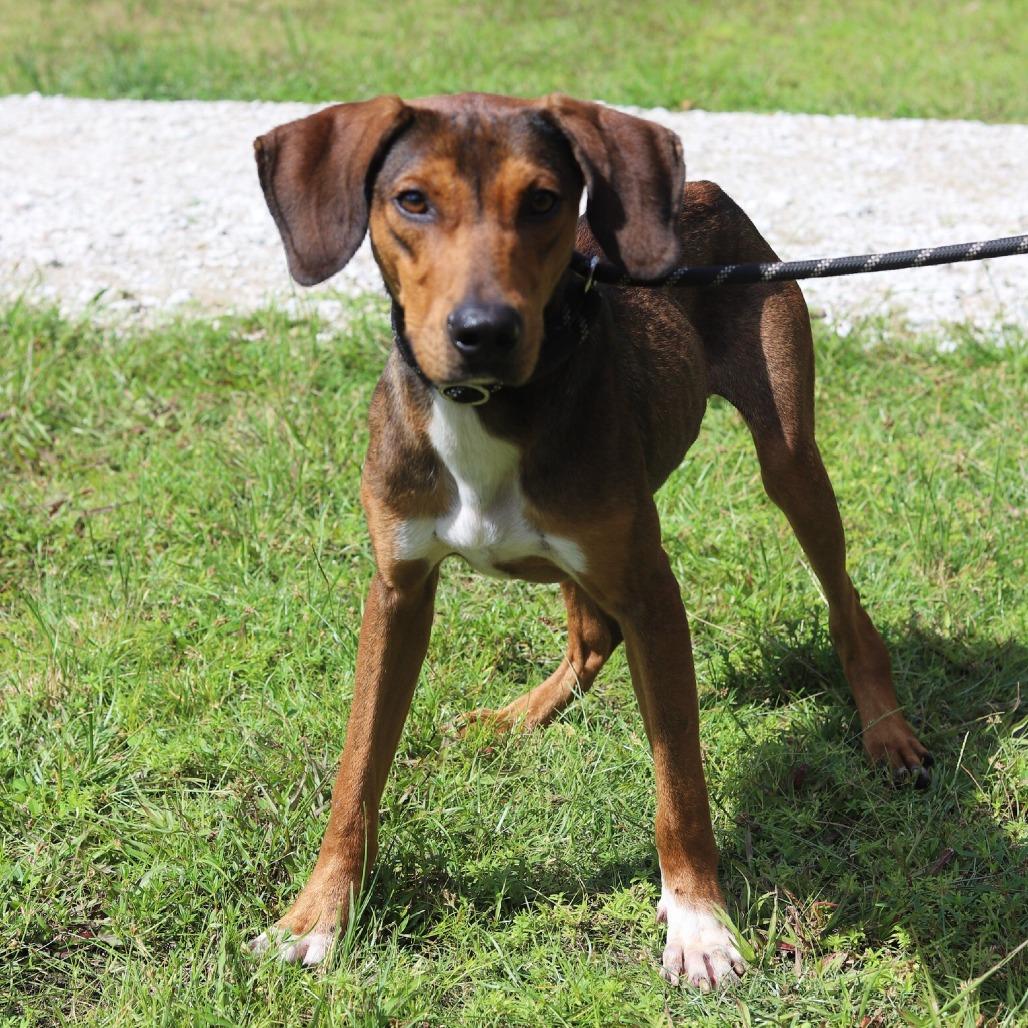 Enlarge BUSTER (647), a Adoptable Hound in Indiantown, FL image 3/6