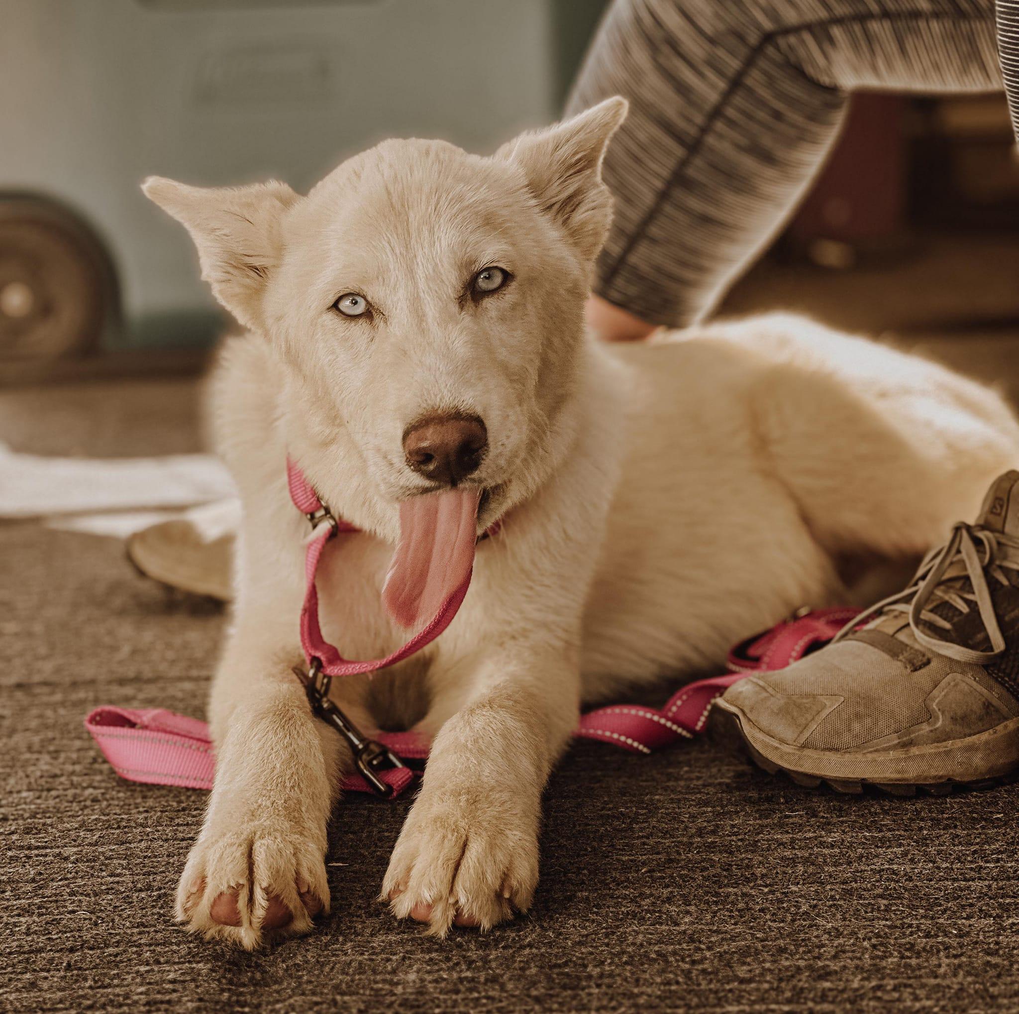 Puddles, Adoptable, Adult Male Siberian Husky.