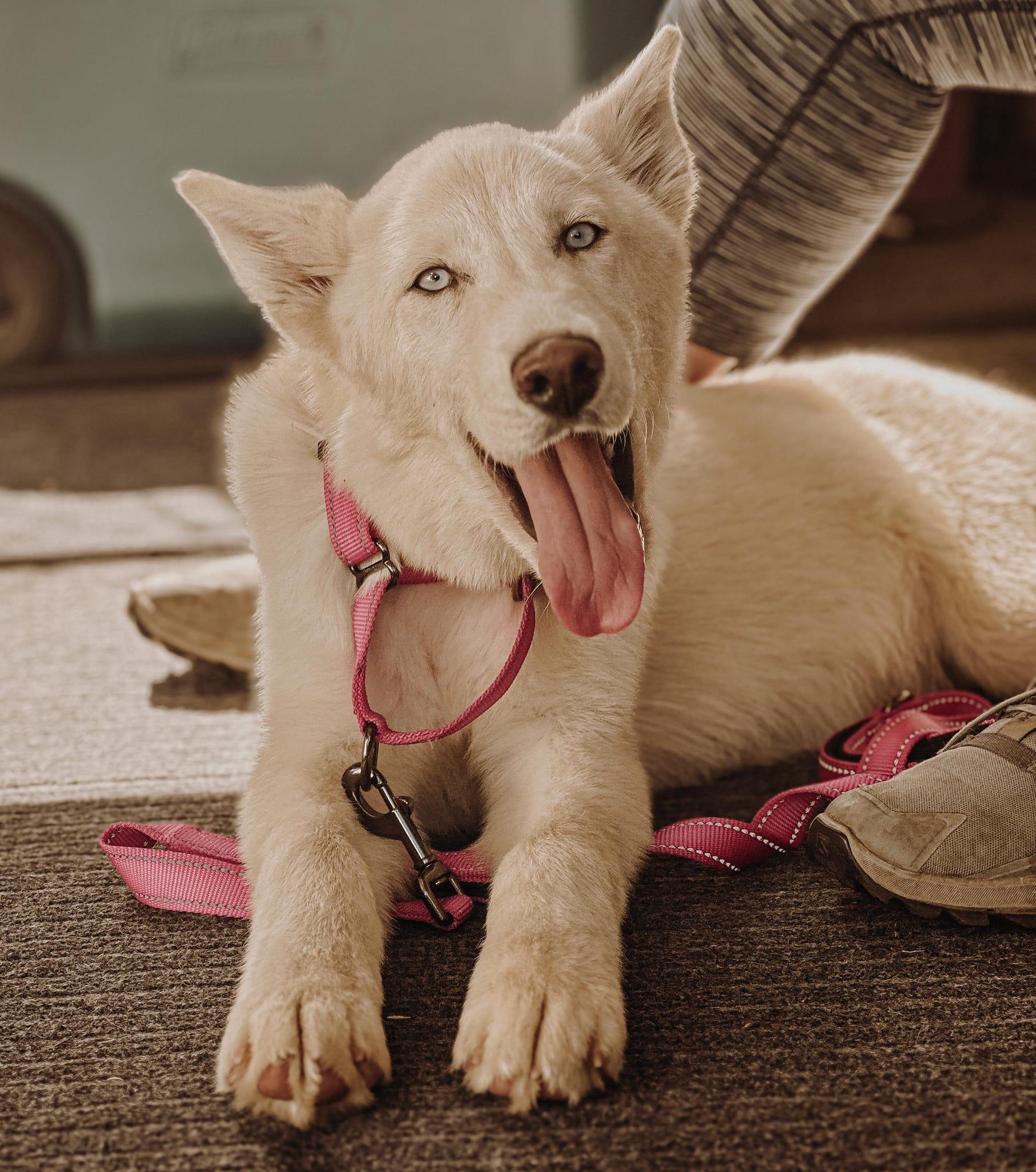 Puddles, a Adoptable Siberian Husky in West Richland, WA image 2/6