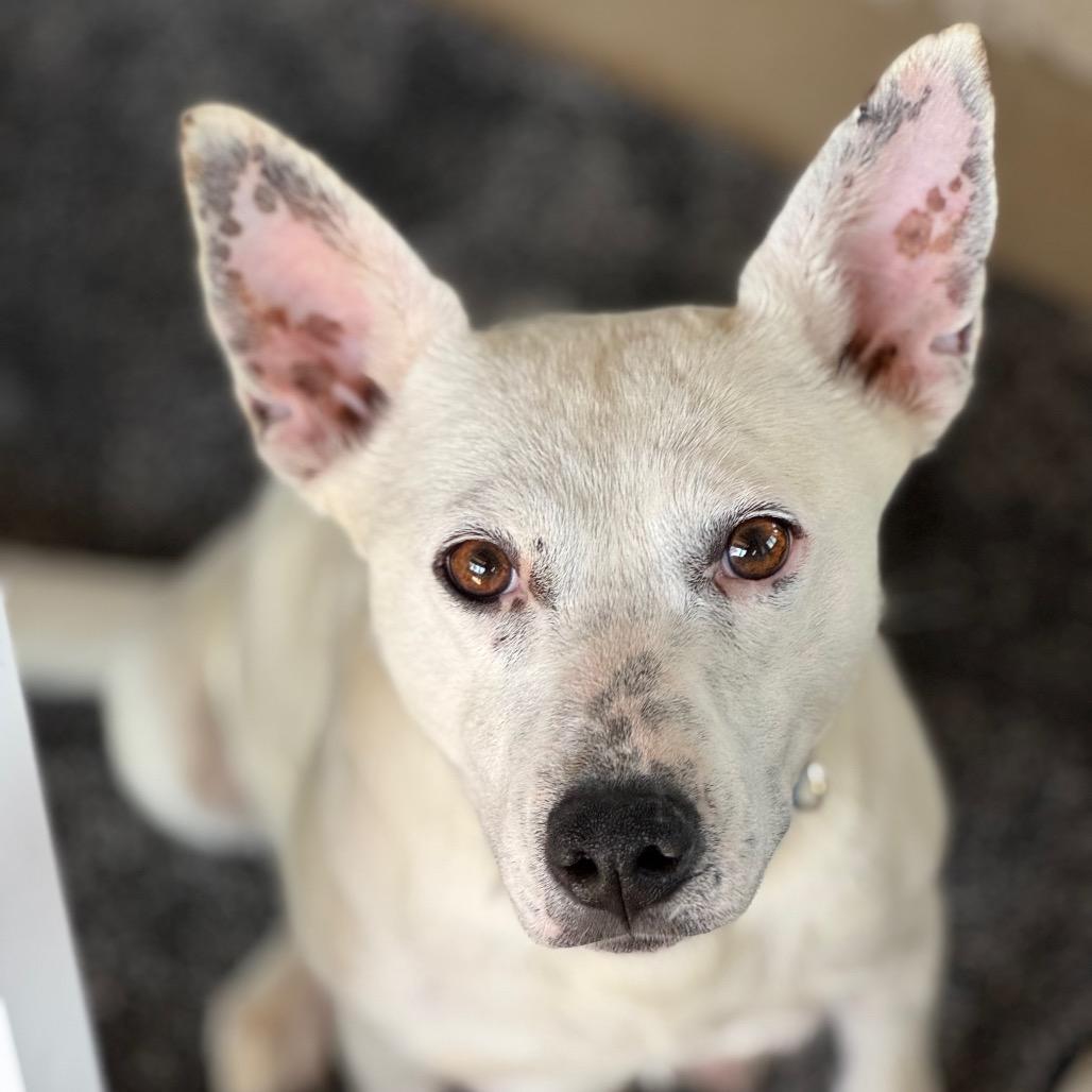 Monica, Adoptable, Adult Female Mixed Breed.