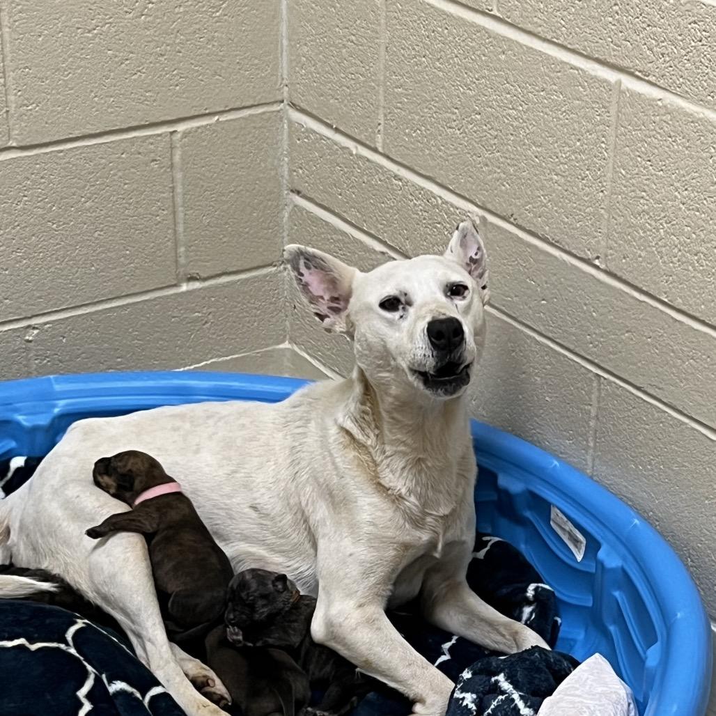 Enlarge Monica, a Adoptable Mixed Breed in Winston-Salem, NC image 2/4