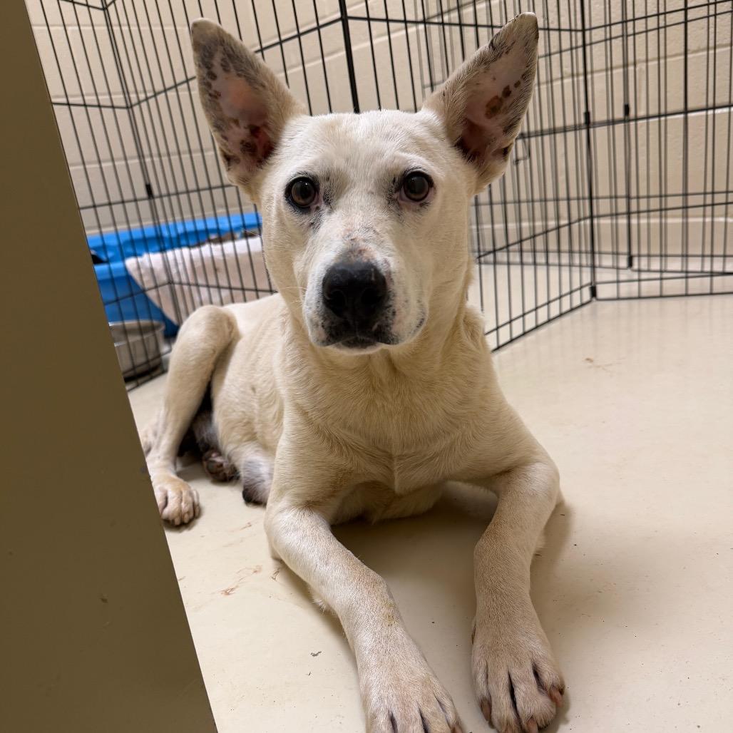 Enlarge Monica, a Adoptable Mixed Breed in Winston-Salem, NC image 3/4