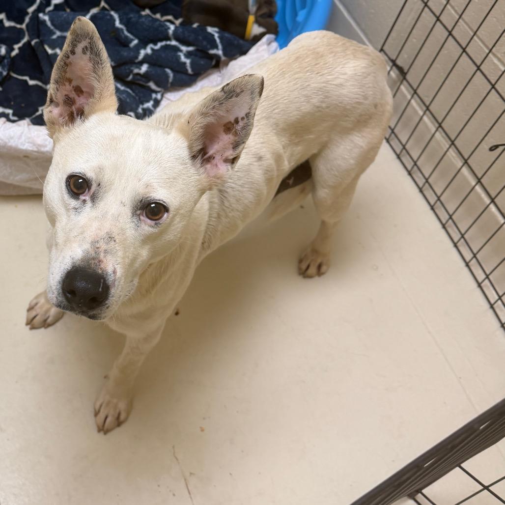 Enlarge Monica, a Adoptable Mixed Breed in Winston-Salem, NC image 4/4