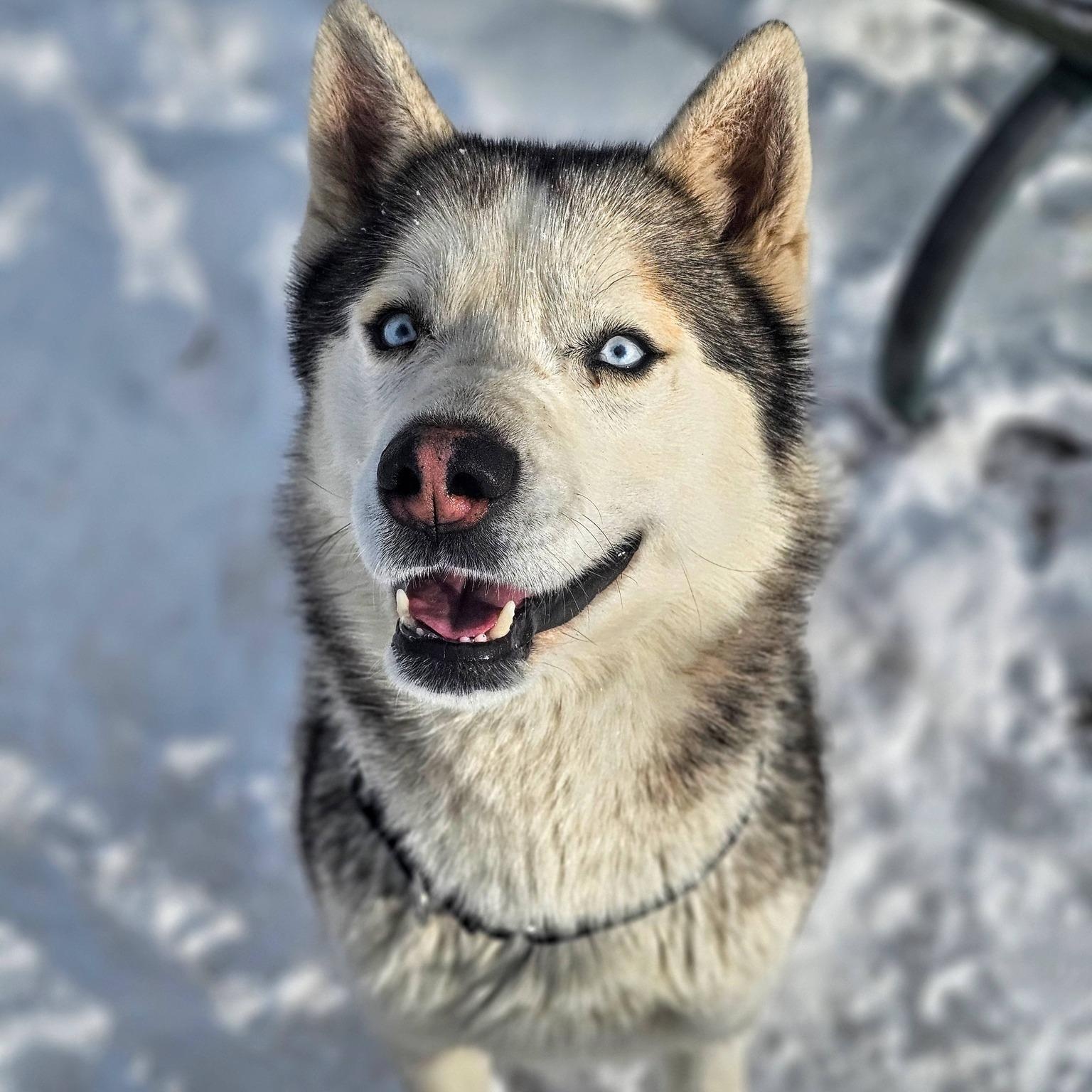 Rhett, ADOPTABLE, Adult Male Siberian Husky.