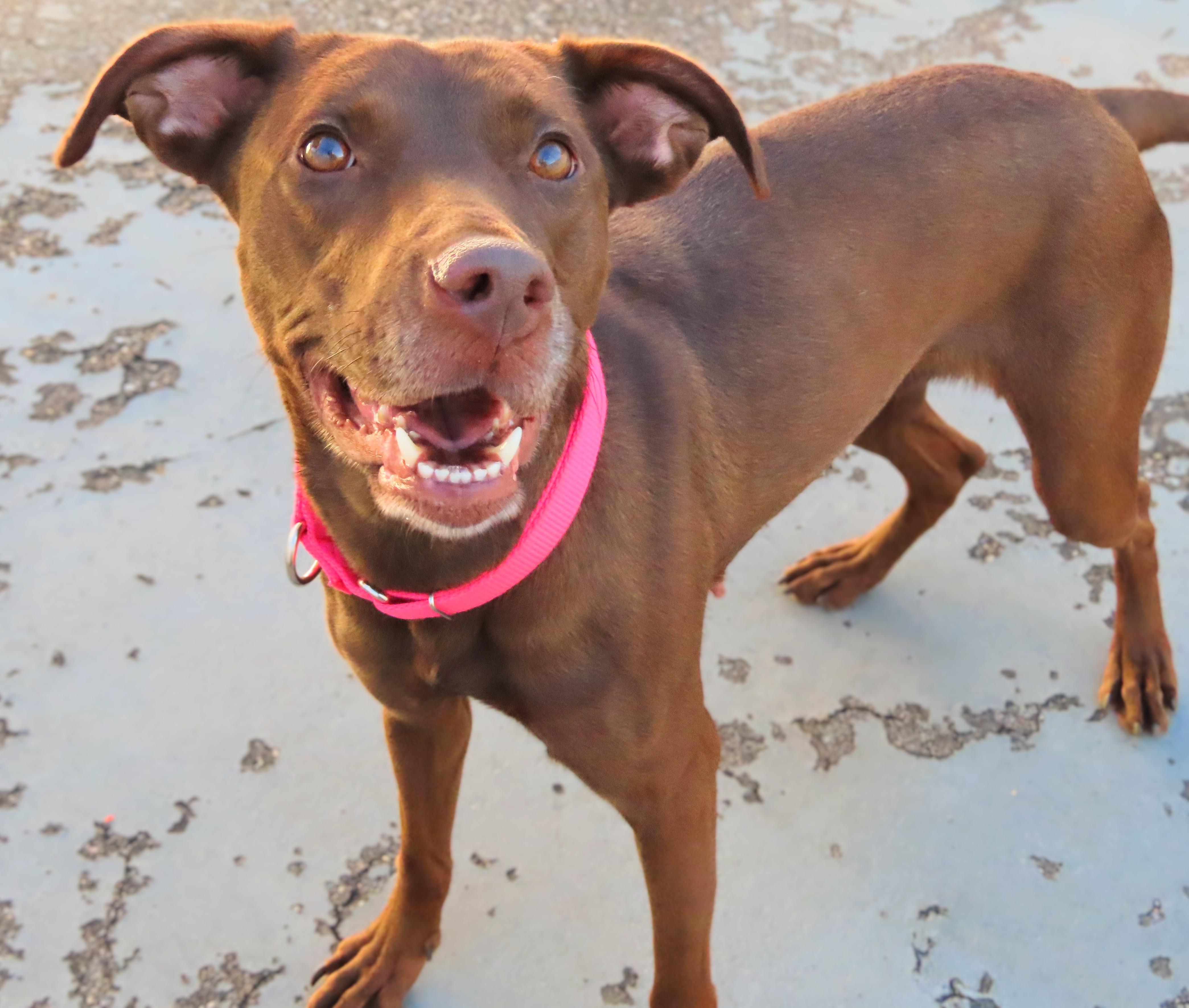 Enlarge 26-430 Charlie, a Adoptable Black Labrador Retriever in Amityville, NY image 3/4