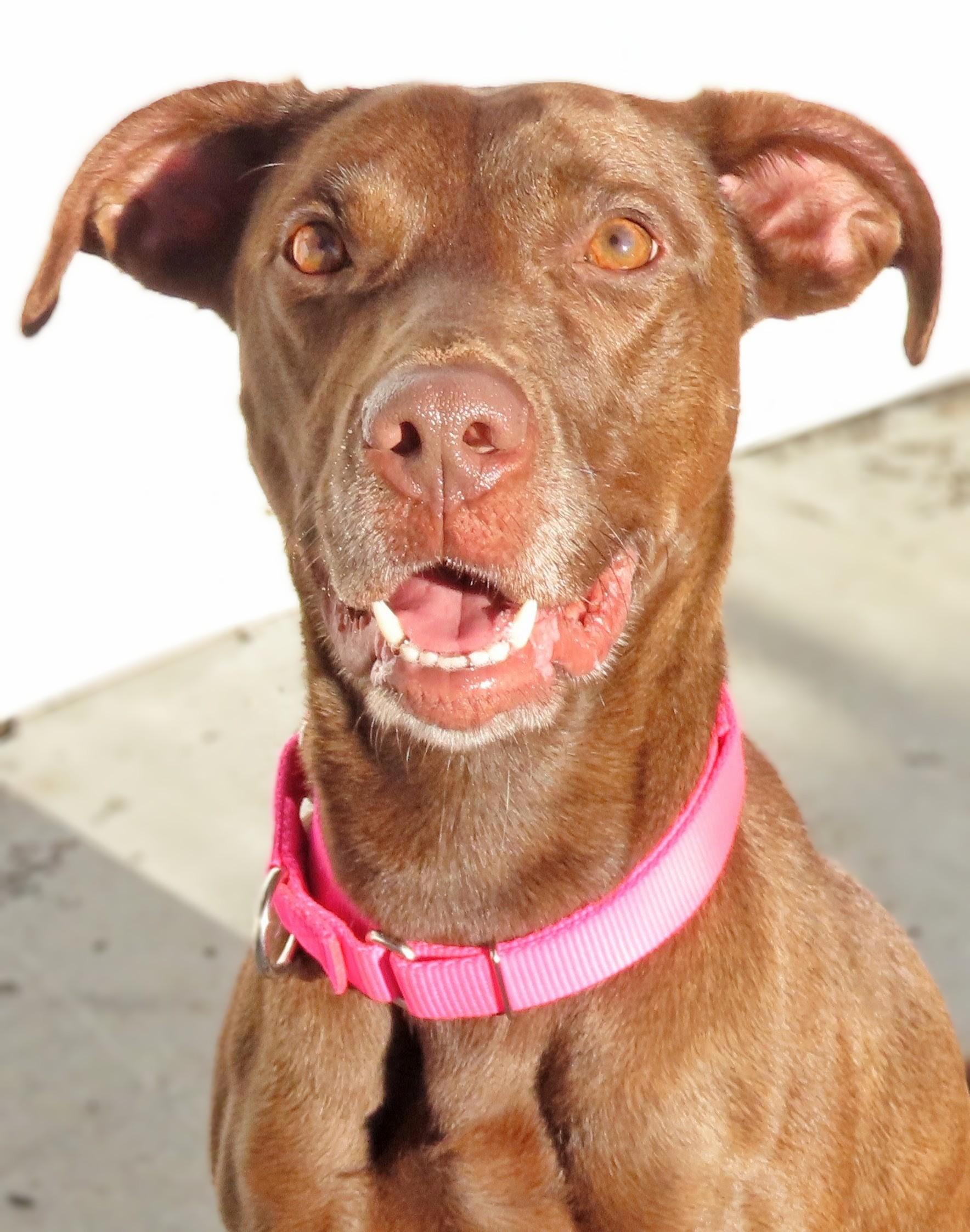 Enlarge 26-430 Charlie, a Adoptable Black Labrador Retriever in Amityville, NY image 2/4
