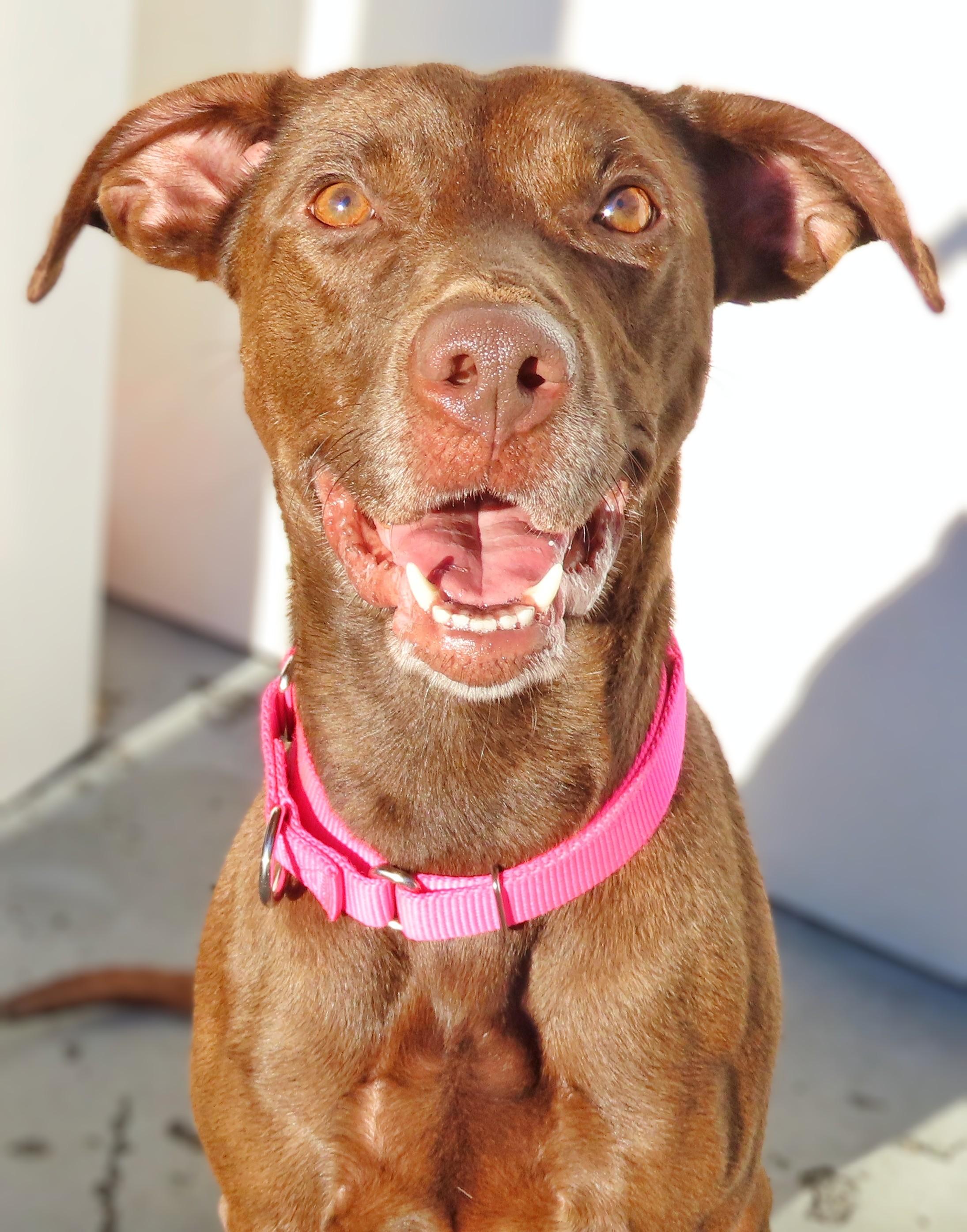 26-430 Charlie, Adoptable, Adult Female Black Labrador Retriever.