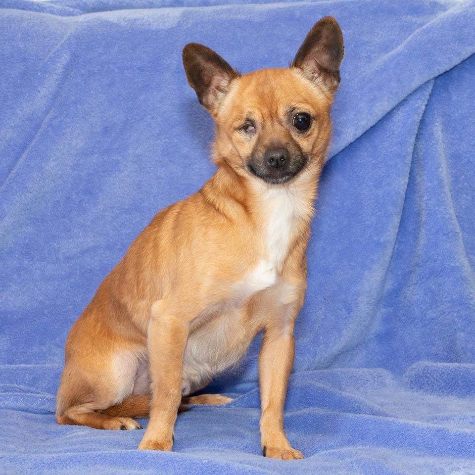 Enlarge Scooter, a Adoptable Chihuahua in Troy, OH image 1/3