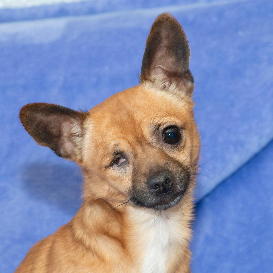 Enlarge Scooter, a Adoptable Chihuahua in Troy, OH image 2/3