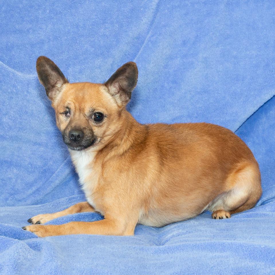 Enlarge Scooter, a Adoptable Chihuahua in Troy, OH image 3/3