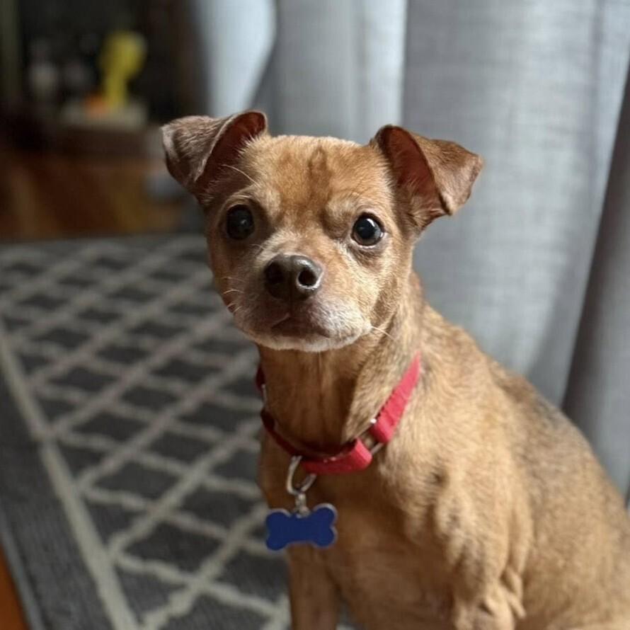 Enlarge Russ, a Adoptable mixed breed in Mundelein, IL image 1/6
