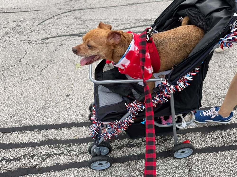 Enlarge Russ, a Adoptable mixed breed in Mundelein, IL image 2/6