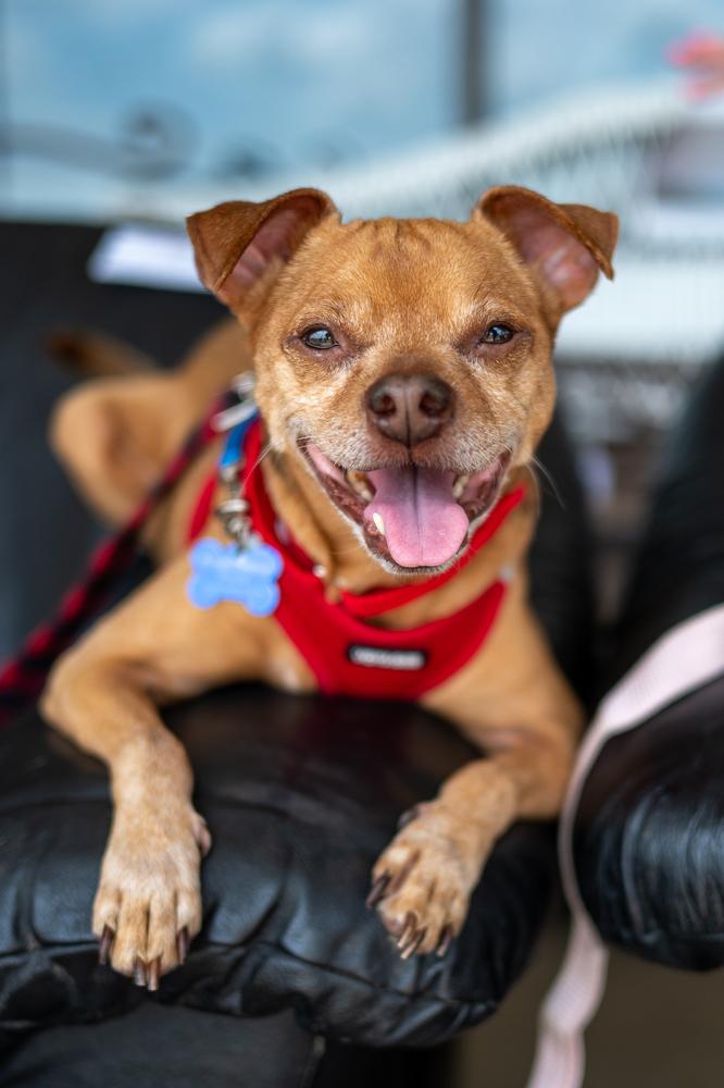 Enlarge Russ, a Adoptable mixed breed in Mundelein, IL image 4/6