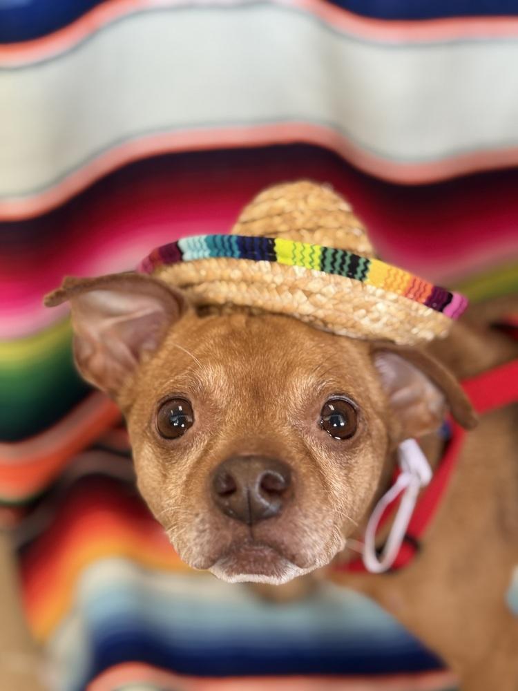 Enlarge Russ, a Adoptable mixed breed in Mundelein, IL image 3/6