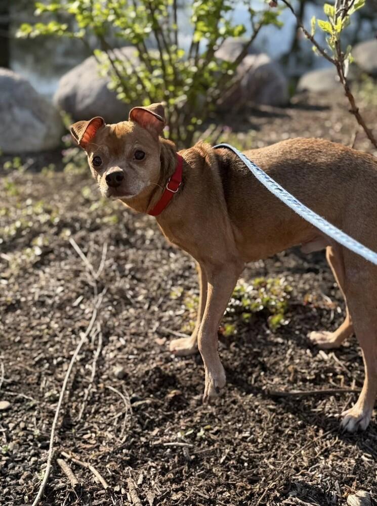 Enlarge Russ, a Adoptable mixed breed in Mundelein, IL image 4/6