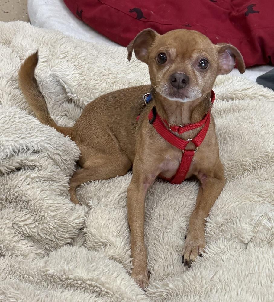 Enlarge Russ, a Adoptable mixed breed in Mundelein, IL image 5/6