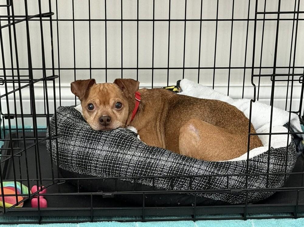Enlarge Russ, a Adoptable mixed breed in Mundelein, IL image 6/6