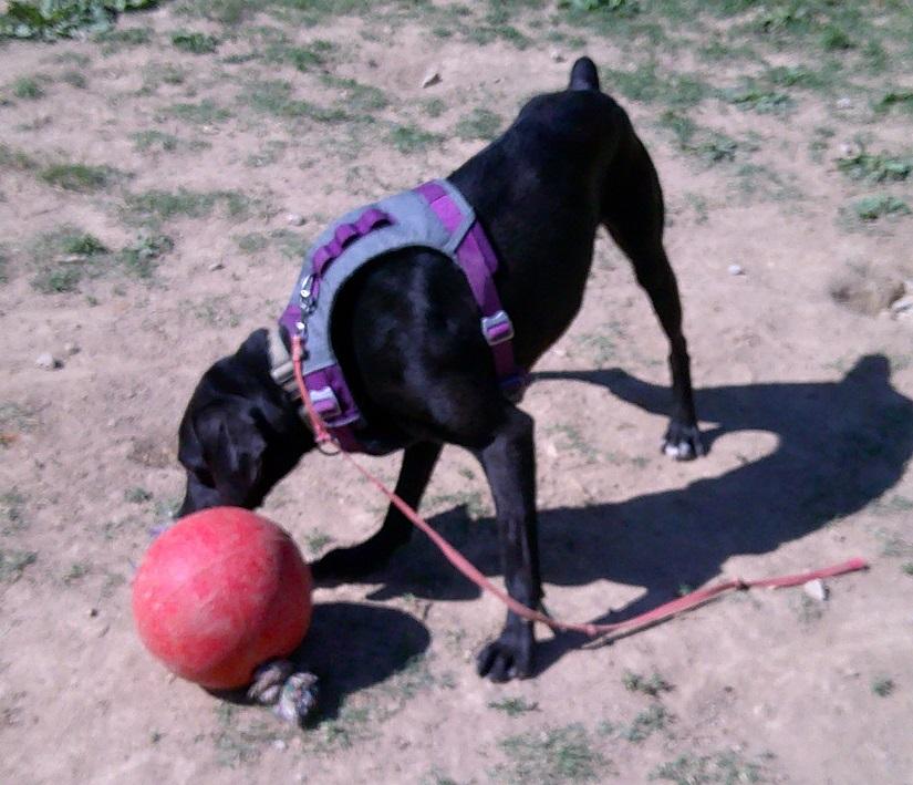 Enlarge COLE, a ADOPTABLE mixed breed in Pegram, TN image 6/6