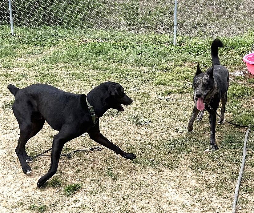 Enlarge COLE, a ADOPTABLE mixed breed in Pegram, TN image 3/6