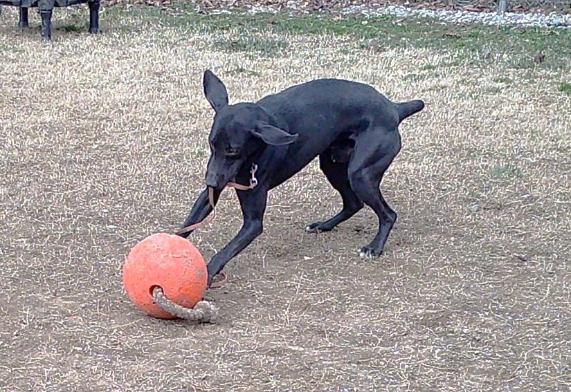 Enlarge COLE, a ADOPTABLE mixed breed in Pegram, TN image 6/6