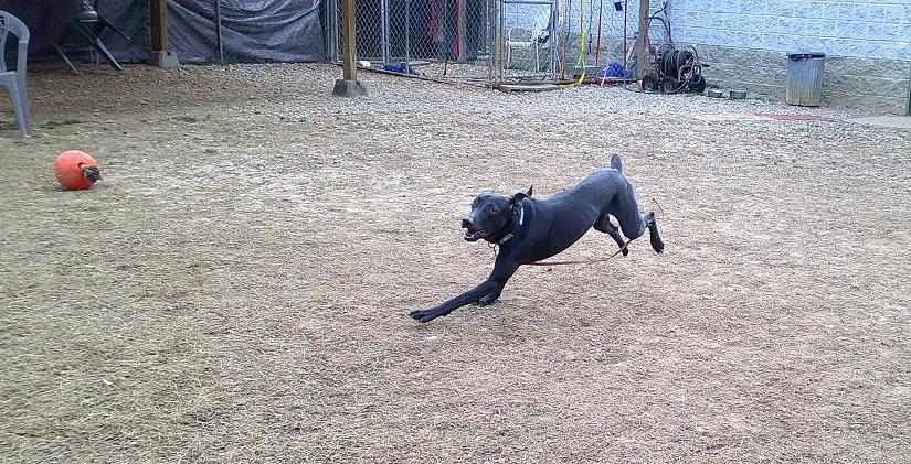 Enlarge COLE, a ADOPTABLE mixed breed in Pegram, TN image 6/6