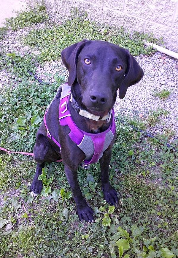Enlarge COLE, a ADOPTABLE mixed breed in Pegram, TN image 2/6