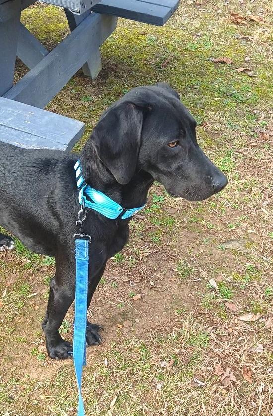 COLE, ADOPTABLE, Young Male Labrador Retriever & Hound.