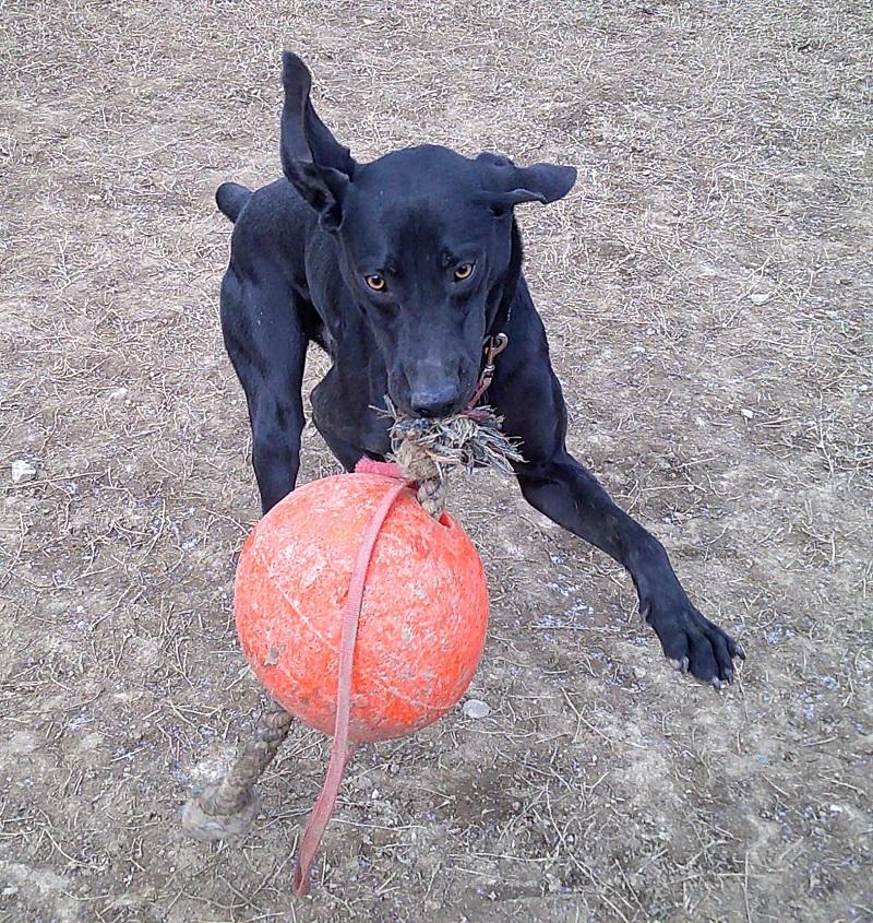Enlarge COLE, a ADOPTABLE mixed breed in Pegram, TN image 4/6