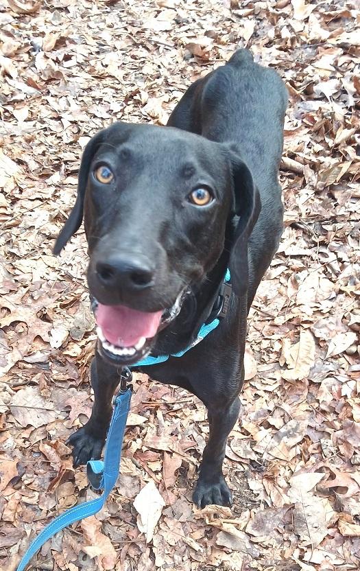 COLE, ADOPTABLE, Young Male Labrador Retriever & Hound.