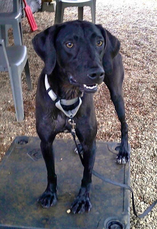 COLE, ADOPTABLE, Young Male Labrador Retriever & Hound.