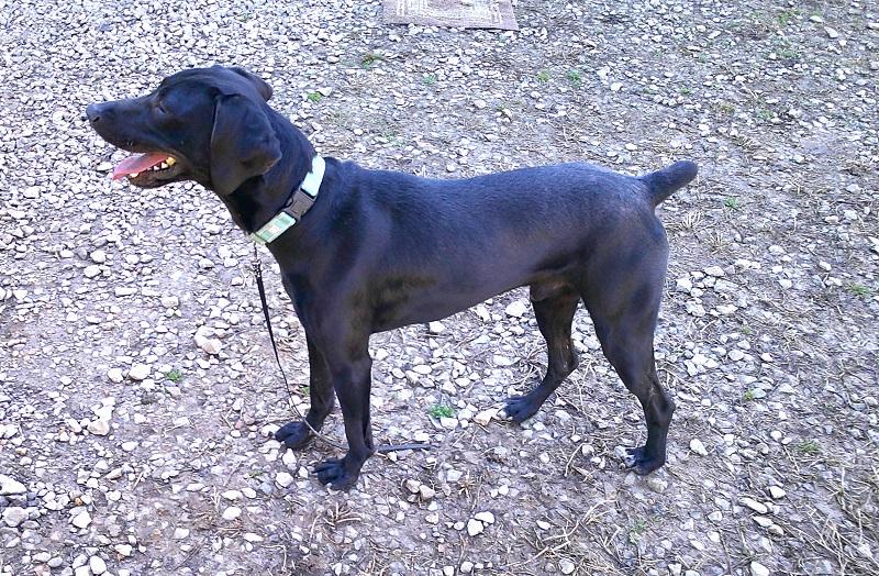 Enlarge COLE, a ADOPTABLE mixed breed in Pegram, TN image 5/6