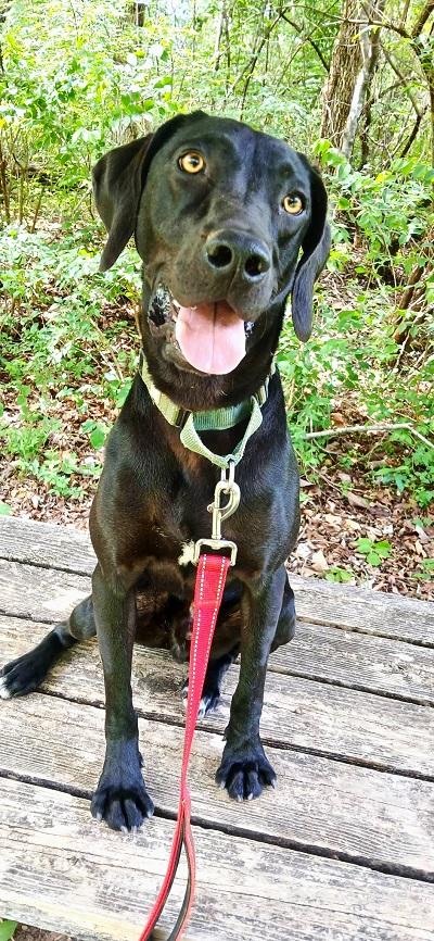 COLE, ADOPTABLE, Young Male Labrador Retriever & Hound.