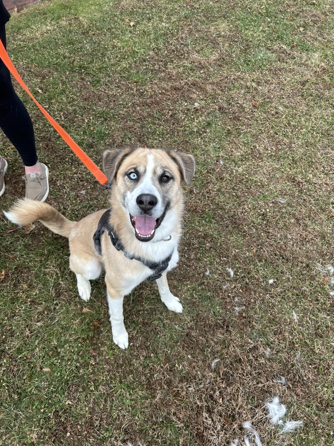 Stark, ADOPTABLE, Adult Male Siberian Husky.