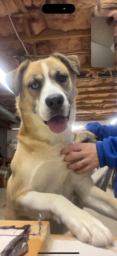 Enlarge Stark, an adoption pending mixed breed in Lehigh Valley, PA image 2/2