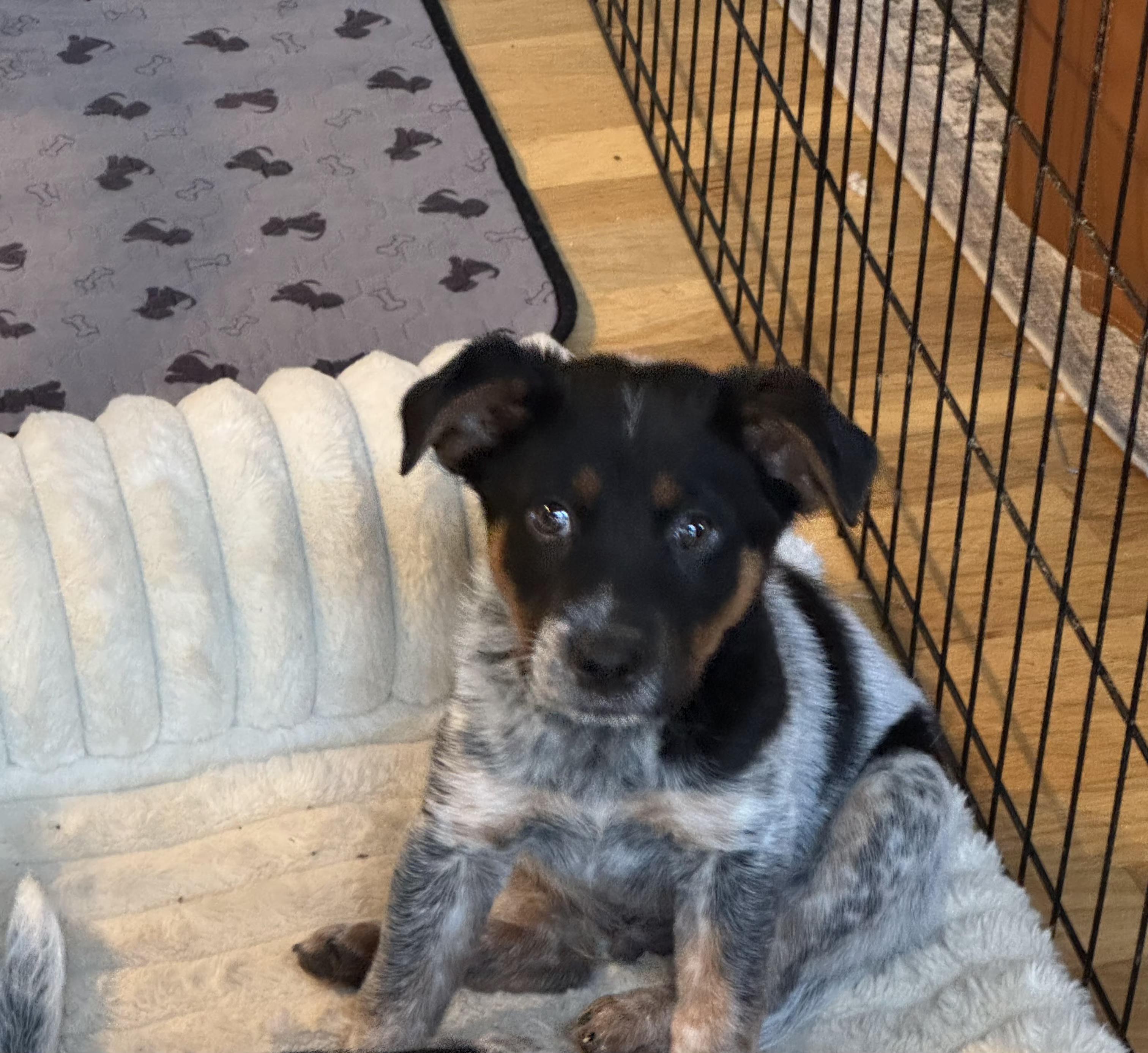 Enlarge Waylon, a ADOPTABLE mixed breed in Lexington, KY image 2/5