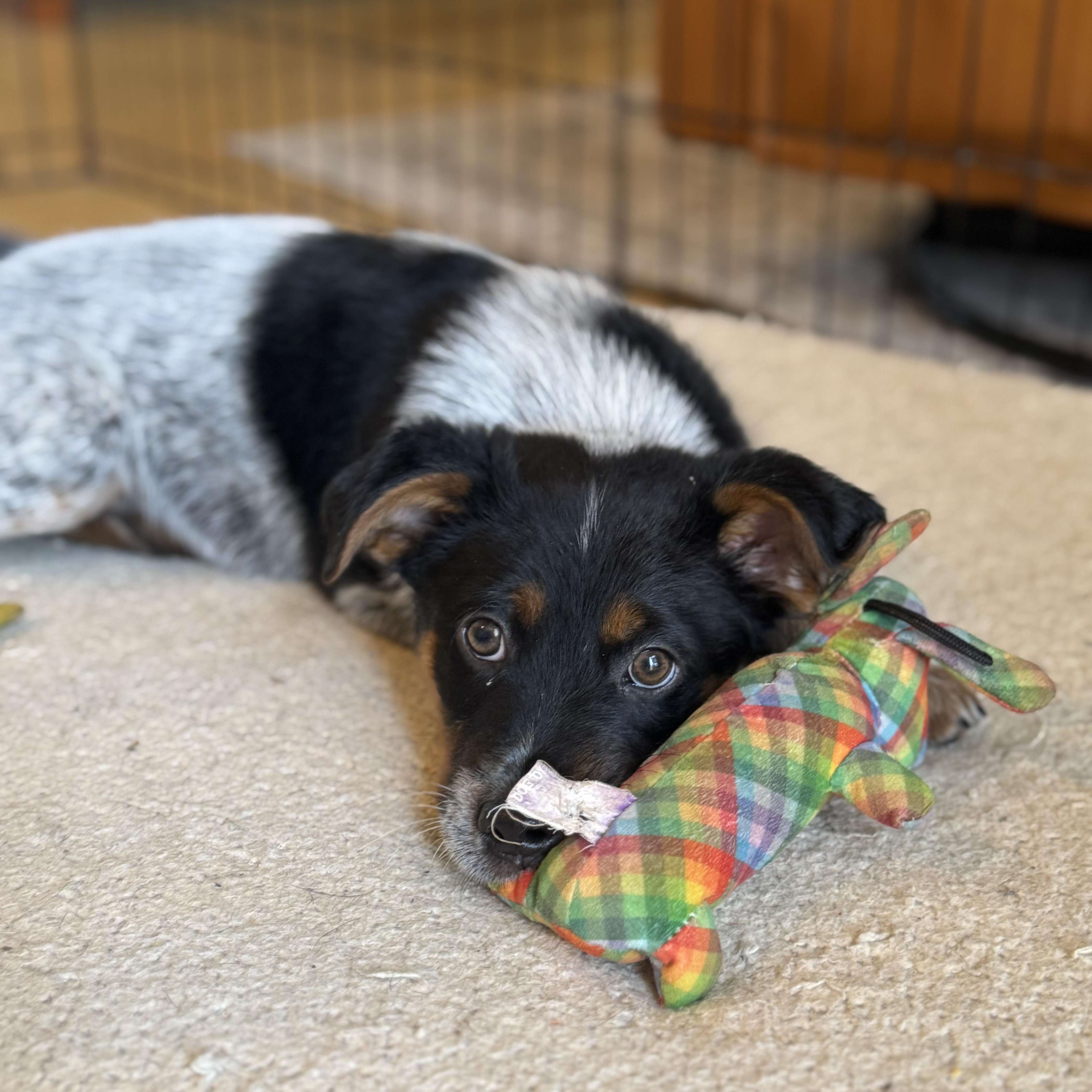 Enlarge Waylon, a ADOPTABLE mixed breed in Lexington, KY image 1/5