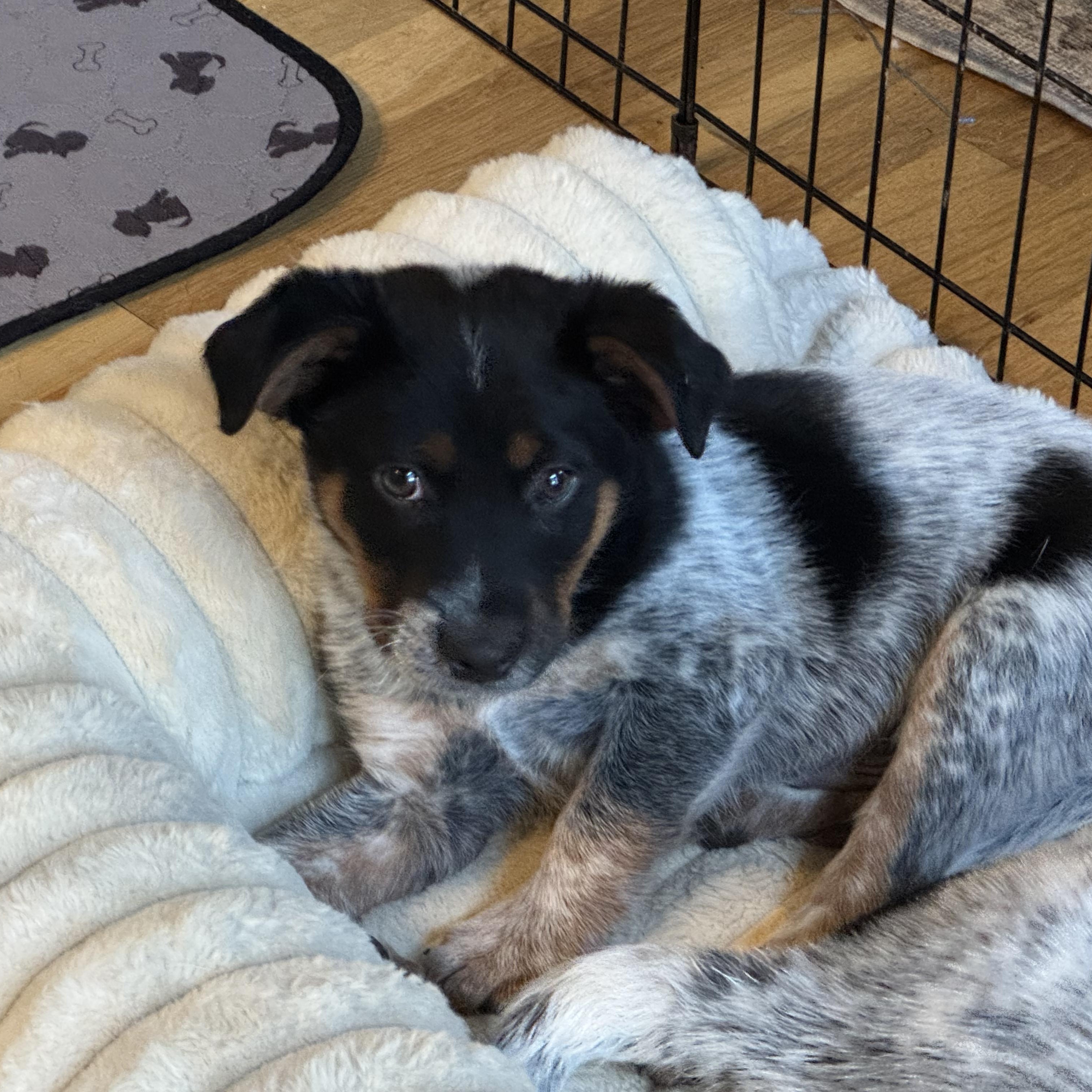 Enlarge Waylon, a ADOPTABLE mixed breed in Lexington, KY image 4/5