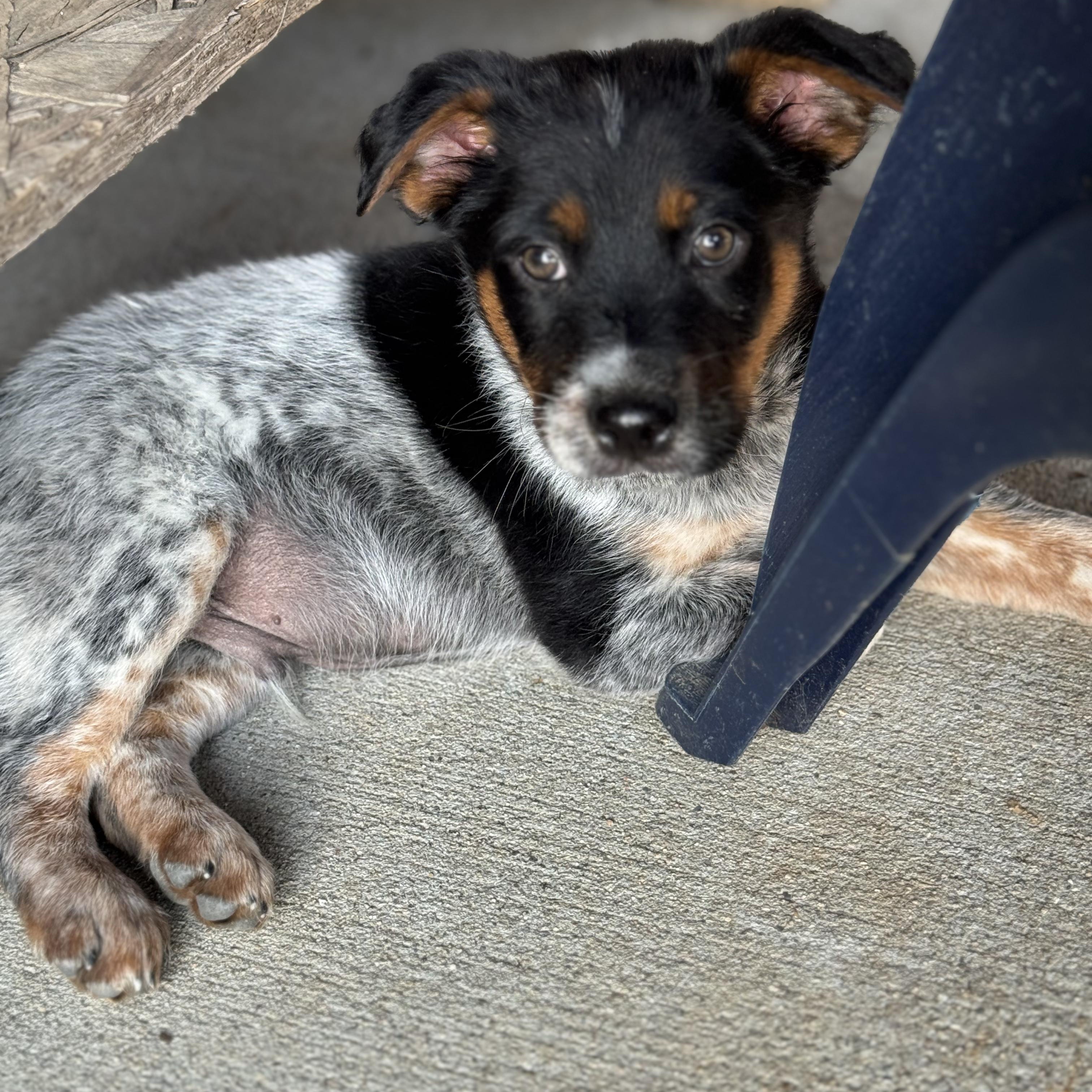 Enlarge Waylon, a ADOPTABLE mixed breed in Lexington, KY image 3/5